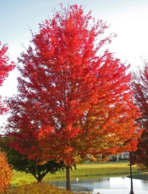 50 Scarlet Carolina Red Maple Tree Acer Rubrum Seeds Fresh Garden