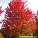 50 Scarlet Carolina Red Maple Tree Acer Rubrum Seeds Fresh Garden