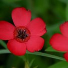 1600 Seeds Red Drummond Phlox (Texas Pride) Phlox Drummondii Flower Fresh Garden