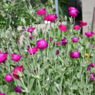 200 Seeds Organic Rose Campion Magenta Silver Catchfly Lychnis Silene Coronaria Fresh Garden