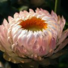 100Seed Apricot & Peach Strawflower Mix Coral Paper Daisy Helichrysum Bracteatum Fresh Garden