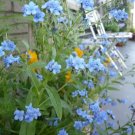 Forget Me Not Flower (Cynoglossum Amabile) Seeds 50+ Seeds Fresh Garden