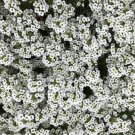 Alyssum "Carpet Of Snow" Ornamental Groundcover 50+ Seeds Fresh Garden