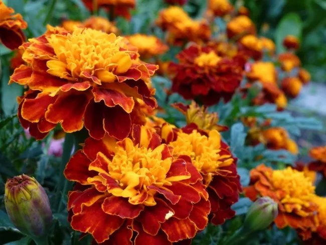 250 Dwarf Double Marigold ' Orange Flame ' Tagetes Patula French Red Flower Seed Fresh Garden
