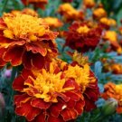 250 Dwarf Double Marigold ' Orange Flame ' Tagetes Patula French Red Flower Seed Fresh Garden