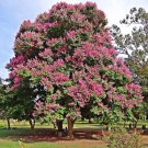 Crepe Myrtle Tree Seeds (Red) 10+ Seeds Fresh Garden