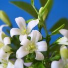 Orange Lakeview Jasmine Plant (Murraya Paniculata) Seeds 10+ Seeds Fresh Garden