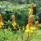 Candlestick Cassia Plant (Senna Alata) Seeds 10+ Seeds Fresh Garden