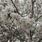 Japanese Flowering Cherry Tree (Prunus Serrulata 'Spontanea') Seeds 10 Seeds Fresh Garden