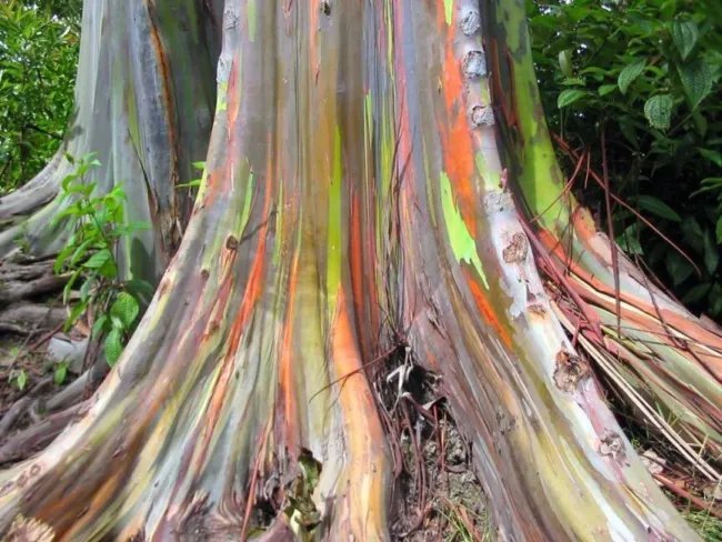 Rainbow Eucalyptus Tree (Eucalyptus Deglupta) Seeds 10+ Seeds Fresh Garden