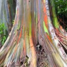 Rainbow Eucalyptus Tree (Eucalyptus Deglupta) Seeds 10+ Seeds Fresh Garden