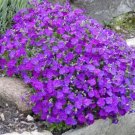Purple Rock Cress Groundcover Plant (Aubrieta Hybrida Hendersonii) 50+ Seeds Fresh Garden