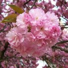 Japanese Cherry Blossom Tree Seeds Prunus Serrulata 10 Seeds Fresh Garden