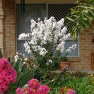 Natchez White Crepe Myrtle Tree (Lagerstroemia Indica 'Natchez') 10+ Seeds Fresh Garden