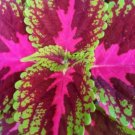 Coleus Rainbow Flower (Plectranthus Scutellarioides) Seeds 20+ Seeds Fresh Garden