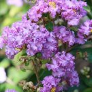 Purple Crepe Myrtle Tree (Lagerstroemia Indica 'Catawba') Seeds 10 Seeds Fresh Garden