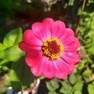 Giant Cactus Zinnia Flower (Zinnia Elegans) Seeds 20+ Seeds Fresh Garden