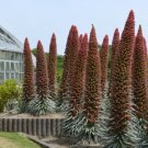 Tower Of Jewels Plant (Echium Wildpretii) Seeds 10+ Seeds Fresh Garden