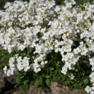 Snow White Rock Cress Groundcover Plant (Arabis Alpina) 50+ Seeds Fresh Garden