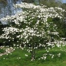 White Flowering Dogwood Tree (Cornus Florida) Seeds 10 Seeds Fresh Garden