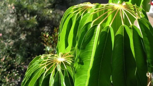 Umbrella "Octopus" Tree (Schefflera Actinophylla) Seeds 10+ Seeds Fresh Garden