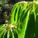 Umbrella "Octopus" Tree (Schefflera Actinophylla) Seeds 10+ Seeds Fresh Garden