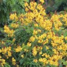 Yellow Poinciana Tree (Peltophorum Pterocarpum) Seeds 10+ Seeds Fresh Garden