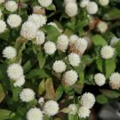 White Gomphrena Flower (Gomphrena Globosa) Seeds 20+ Seeds Fresh Garden