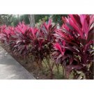 Chili Pepper Cordyline Ti Plant Seeds 10+ Seeds Fresh Garden