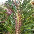 Singapore Twist Cordyline Ti Plant Seeds 10+ Seeds Fresh Garden