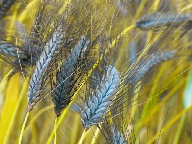 Utrecht Blue Wheat Grass (Triticum Dicoccum) Seeds 10+ Seeds Fresh Garden