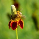 1000 Seeds Mexican Hat Ratibida Columnaris Flower Fresh Garden