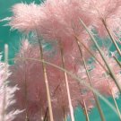 Pampas Ornamental Grass Seed Mix 50+ Seeds Fresh Garden