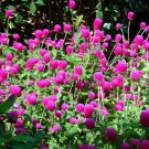 Purple Gomphrena Flower (Gomphrena Globosa) Seeds 10+ Seeds Fresh Garden