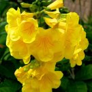 Yellow Trumpet Bush Plant (Tecoma Stans) Seeds 10+ Seeds Fresh Garden