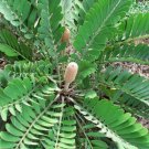Cardboard Palm (Zamia Furfuracea) Seeds 10+ Seeds Fresh Garden