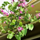 Hong Kong Orchid Tree (Bauhinia Purpurea) Seeds 10+ Seeds Fresh Garden