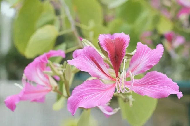 Pink Orchid Tree (Bauhinia Monandra) Seeds 10+ Seeds Fresh Garden