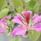 Pink Orchid Tree (Bauhinia Monandra) Seeds 10+ Seeds Fresh Garden