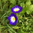Royal Ensign Morning Glory Flower (Ipomoea Tricolor Minor) Seeds 20+ Seeds Fresh Garden