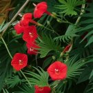 Cardinal Climber Plant (Ipomoea Quamoclit Cardinalis) Seeds 20+ Seeds Fresh Garden