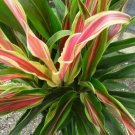 Sherbert Cordyline Ti Plant Seeds 10+ Seeds Fresh Garden