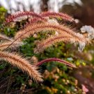 Red Jewel Millet Ornamental Grass (Setaria Italica) Seeds 50+ Seeds Fresh Garden