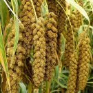 Foxtail Millet Ornamental Grass (Setaria Italica Macrocheata) Seeds 50+ Seeds Fresh Garden