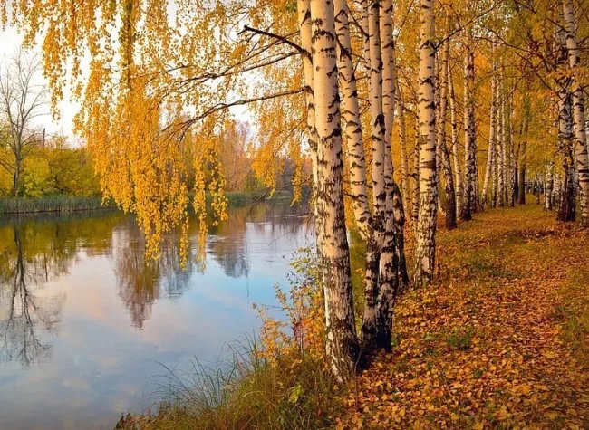 Yellow Paper Birch Tree (Betula Alleghaniensis) Seeds 10+ Seeds Fresh Garden