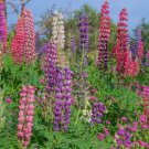 Lupine Flower (Lupinus Polyphyllus) Seeds 20+ Seeds Fresh Garden