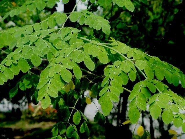 Moringa Drumstick Tree (Moringa Oleifera) Seeds 10+ Seeds Fresh Garden