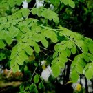 Moringa Drumstick Tree (Moringa Oleifera) Seeds 10+ Seeds Fresh Garden