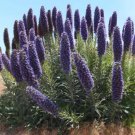 Pride Of Madeira Plant (Echium Fastuosum) Seeds 10+ Seeds Fresh Garden