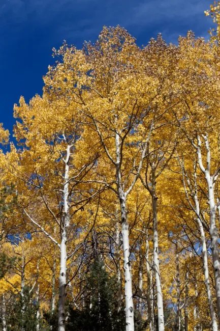 Golden Quaking Aspen Tree (Populus Tremuloides) Seeds 10 Seeds Fresh Garden